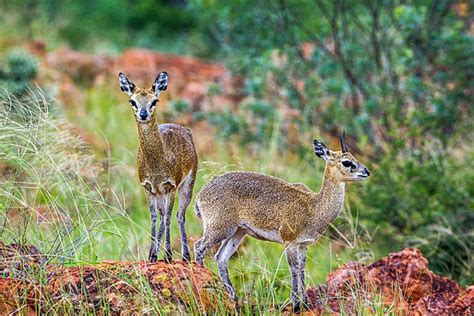  Klipspringer i Solnedgången - En Berörande Skildring av Vildhet och Lugn